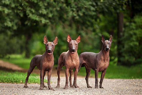 El Xoloitzcuintli et le Mystère de la Lune Rouge! Un Conte Espagnol du XXe Siècle Explorant la Mort et la Vie Après la Mort