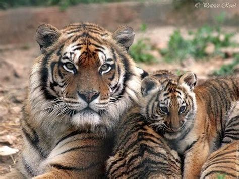  Le Petit Tigre Et Son Grand Voyage vers La Liberté: Un Délice Folclorque Coréen aux Nuances Profondes !